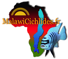 MalawiCichlides